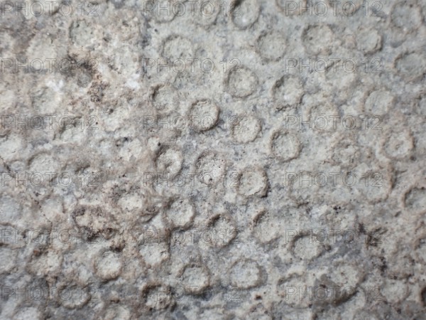 Fossil coral, petrification, Heliolites spec., fossil, Silurian about 430 million years old,
