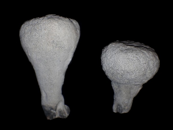 Fossil sponge, petrification, Porifera spec., fossil, campan, chalk, around 80 million years old,