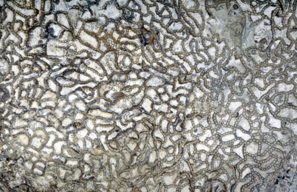 Fossil coral, petrification, Halysites spec., Silurian, around 430 million years old, Irevik,