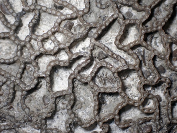 Fossil coral, petrification, Halysites Spec., Silurian, fossil, approximately 430 million years