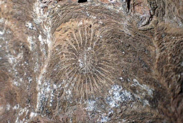 Hexagonaria hexagona, fossil coral, polyp, coral polyp, petrification, fossil, Devonian, Middle