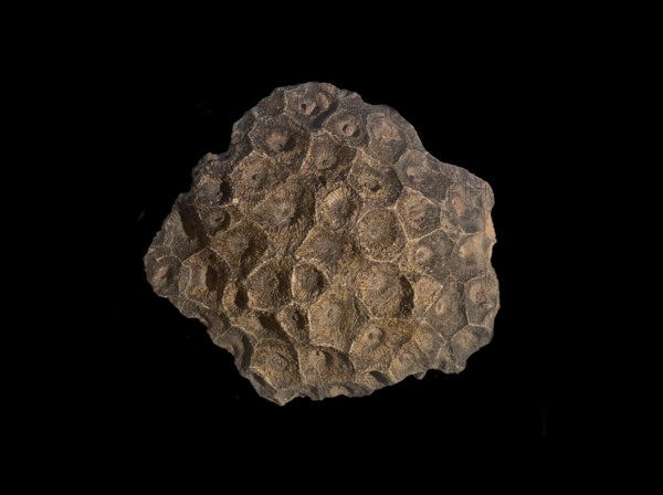 Hexagonaria hexagona, fossil coral, fossil, fossilization, Devonian, fossil, Middle Devonian,