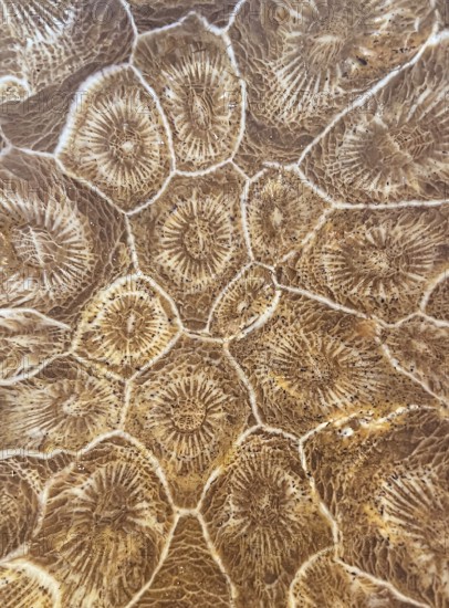 Hexagonaria hexagona, polished, polyp, coral polyp, fossil coral, fossil, petrification, Devonian,