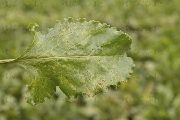 Sugar beet (Beta vulgaris) leaf with Rust (Uromyces betae) fungal plant pathogen disease, England,