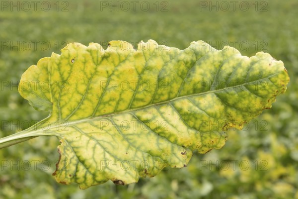Sugar beet (Beta vulgaris) crop plant leaf in a farm field infected with virus yellows plant