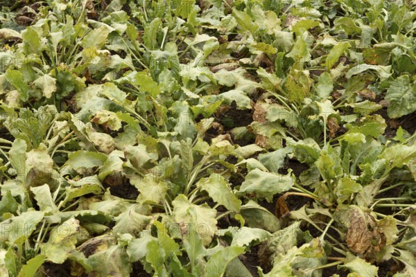 Sugar beet (Beta vulgaris) crop plants in a farm field with Rust (Uromyces betae) fungal plant
