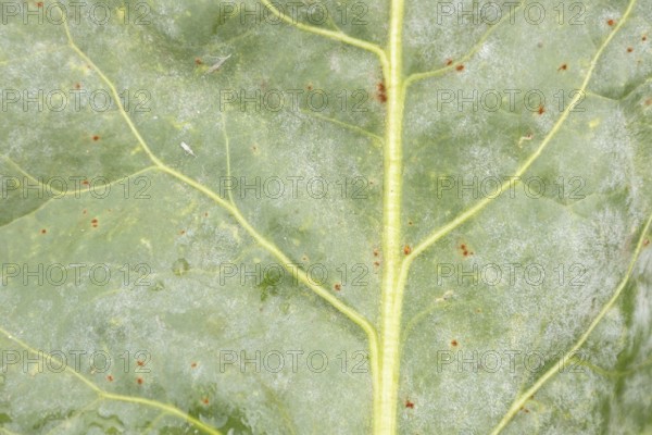 Sugar beet (Beta vulgaris) leaf with Rust (Uromyces betae) and Powdery mildew (fungal plant