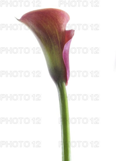 Pink Calla, Rehmann Calla (Zantedeschia rehmannii)