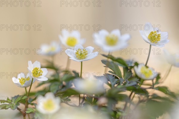 Colonial growth of wood anemones / European thimbleweed (Anemone nemorosa) white flowers blooming