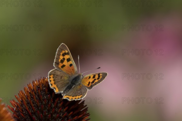 Small copper butterfly (Lycaena phlaeas) adult insect on a Coneflower (Echinacea purpurea) plant