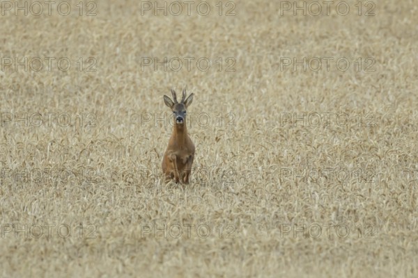 Roe deer (Capreolus capreolus) adult animal male roebuck running in a farmland wheat field in