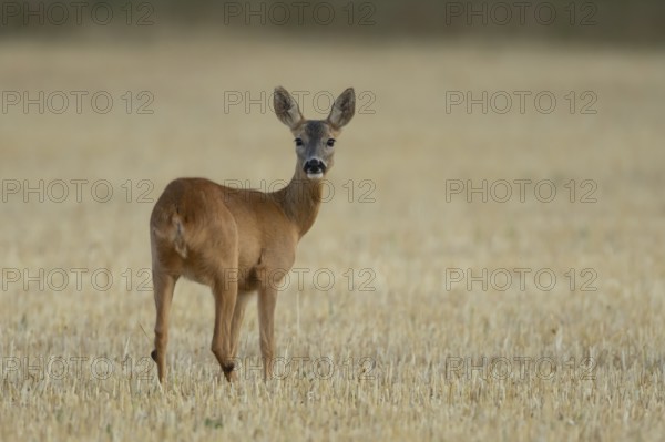 Roe deer (Capreolus capreolus) adult animal female doe in a farmland stubble field in summer,