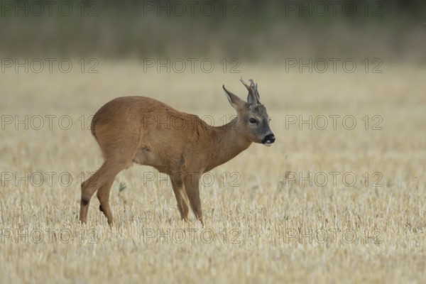 Roe deer (Capreolus capreolus) adult animal male roebuck in a farmland stubble field in summer,