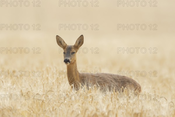 Roe deer (Capreolus capreolus) adult animal female doe in a farmland barley field with its eyes