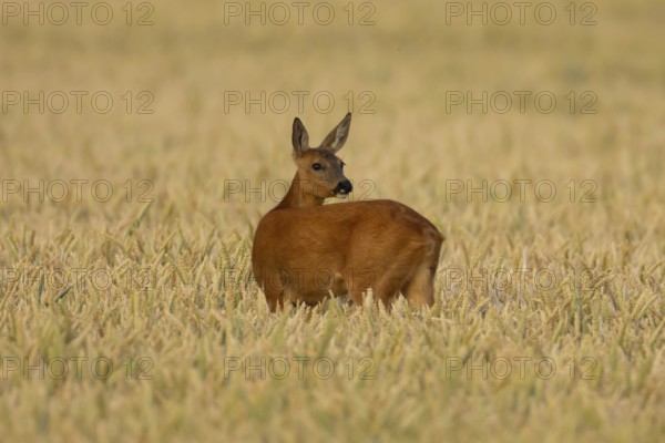 Roe deer (Capreolus capreolus) adult animal female doe in a farmland wheat field in summer,
