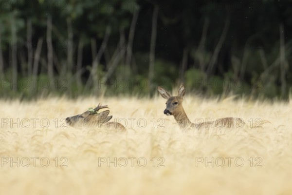 Roe deer (Capreolus capreolus) adult male roebuck and female doe two animals in a farmland barley