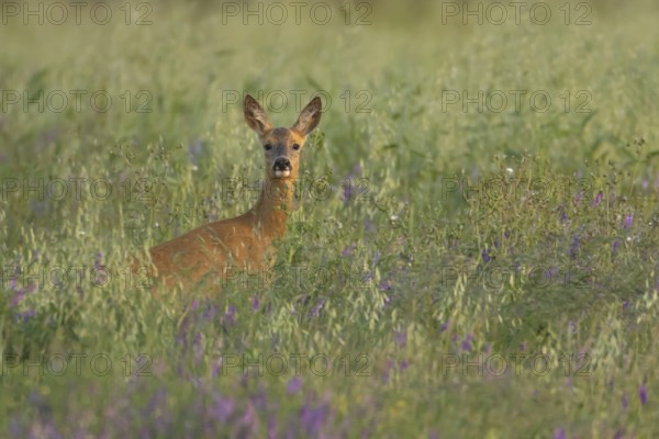 Roe deer (Capreolus capreolus) adult animal female doe in a farmland cereal field with purple vetch