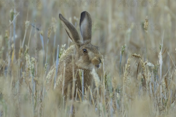 European brown hare (Lepus europaeus) adult animal in a farmland wheat field in summer, England,