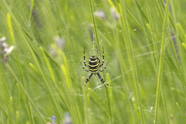 Wasp spider (Argiope bruennichi) adult in its web amongst lavender plants in the summer, England,