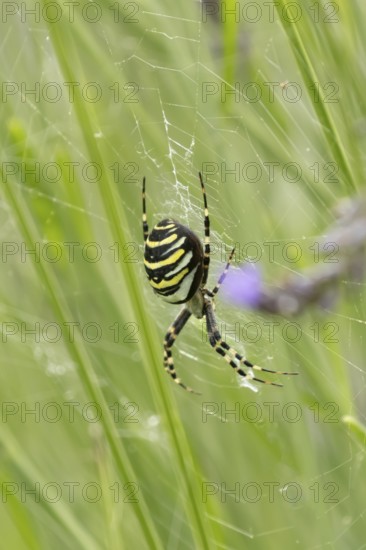 Wasp spider (Argiope bruennichi) adult in its web amongst lavender plants in the summer, England,