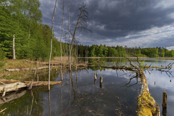 Schweingartensee in spring, lake in the Serrahn Hills, Serrahner Berge, Mecklenburgische Seenplatte