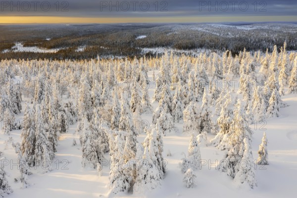 Aerial view over snow covered spruce trees on the taiga at sunset in winter, Riisitunturi National