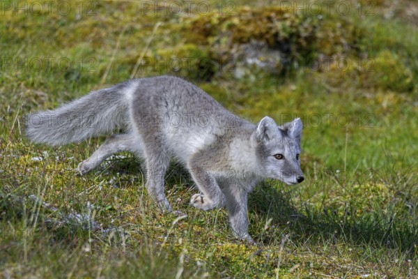 Arctic fox, polar fox (Vulpes lagopus) in summer coat foraging on the tundra, Svalbard,