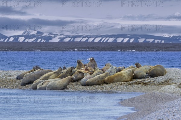 Atlantic walruses (Odobenus rosmarus) colony resting at terrestrial haulout, haul-out on beach
