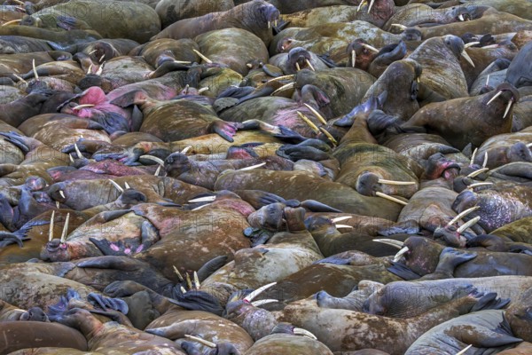 Atlantic walruses (Odobenus rosmarus) colony resting at terrestrial haulout / haul-out on beach
