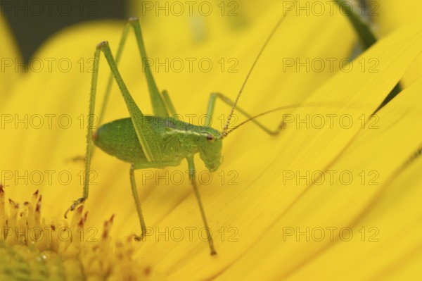 Speckled bush cricket (Leptophyes punctatissima) adult insect on a garden Sunflower flower in the