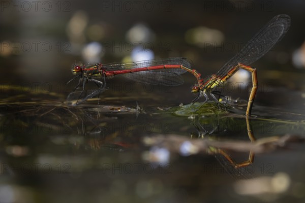 Large red damselfly (Pyrrhosoma nymphula) two adult insects mating on the water surface of a garden