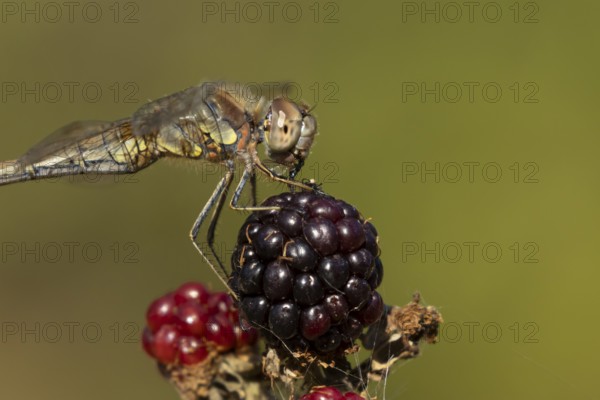 Common darter dragonfly (Sympetrum striolatum) adult insect feeding on a fly while resting on