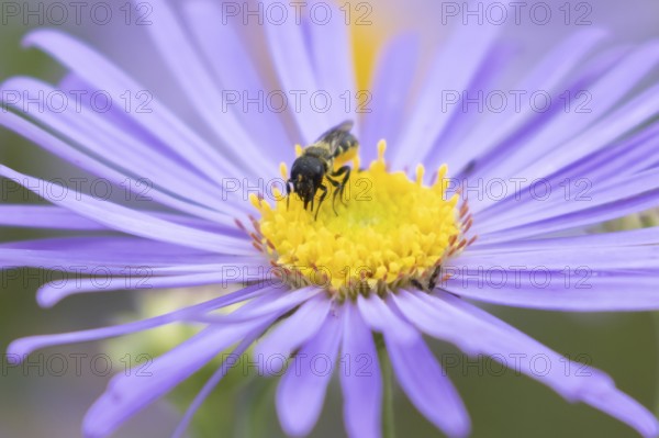 Yellow faced bee (Hylaeus spp.) adult insect on a garden Aster flower in the summer, England,
