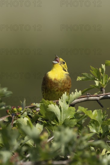 Yellowhammer (Emberiza citrinella) adult male bird singing in a hawthorn hedgerow in summer,