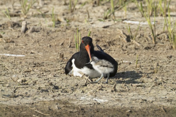 Eurasian oystercatcher (Haematopus ostralegus) adult wading bird seemingly adopted a Pied avocet
