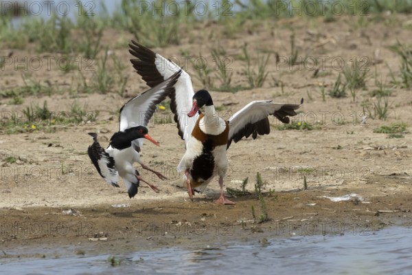 Eurasian oystercatcher (Haematopus ostralegus) adult wading bird fighting with a Shelduck (Tadorna