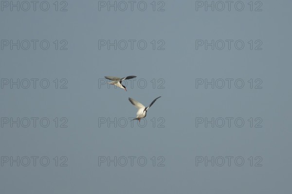 Common tern (Sterna hirundo) two adult birds displaying in flight in summer, England, United
