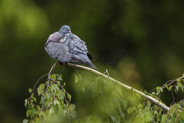 After the rain, the wood pigeon (Columba palumbus) immediately starts grooming its feathers,