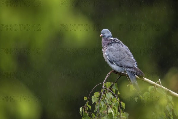 The rain has subsided and the wood pigeon (Columba palumbus) is shaking the water out of its