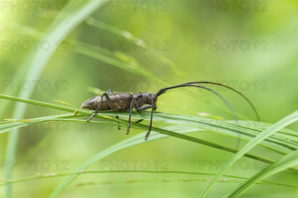 Close-up of a monochrome longhorn buck on a blade of grass in a natural setting. Bad Reichenhall,