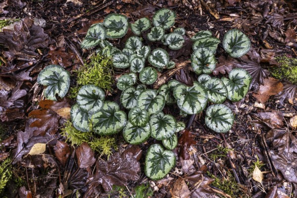 Early spring cyclamen (Cyclamen coum), Emsland, Lower Saxony, Germany
