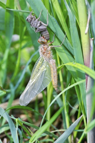 Hairy dragonfly (Brachytron pratense), freshly hatched animal on a reed stem with exuviae, Peene