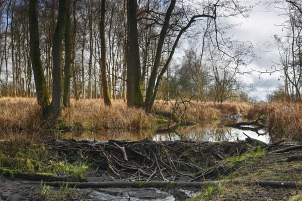 Beaver (Castor fibre), stream dammed by beaver, dam, Peene Valley nature park Park,