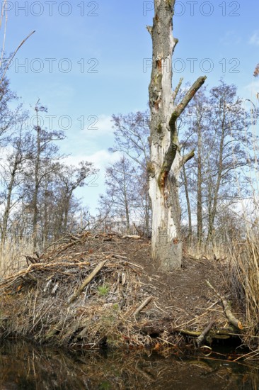 Beaver (Castor fibre), castle of a beaver on the banks of the Peene, dwelling of a beaver, Peene