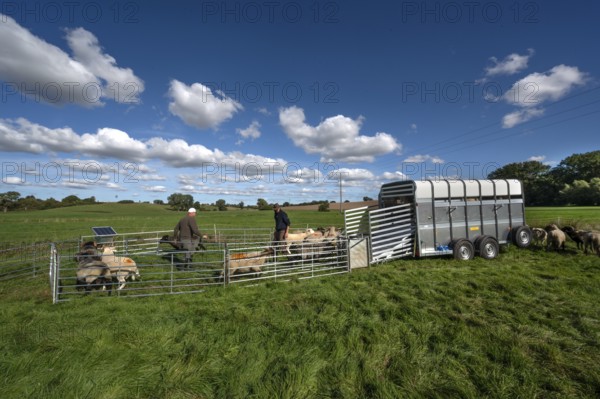 Shepherds prepare to load sheep standing in the Ferch into the animal transporter, Rehna,