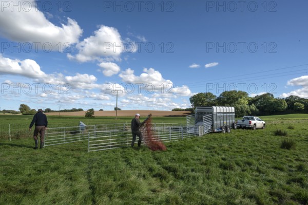 Shepherds build a ferch and prepare sheep load with a double-decker animal transporter on the