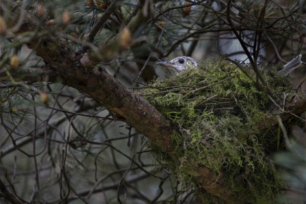 Mistle thrush (Turdus viscivorus) sits brooding on the clutch, nest, Denmark