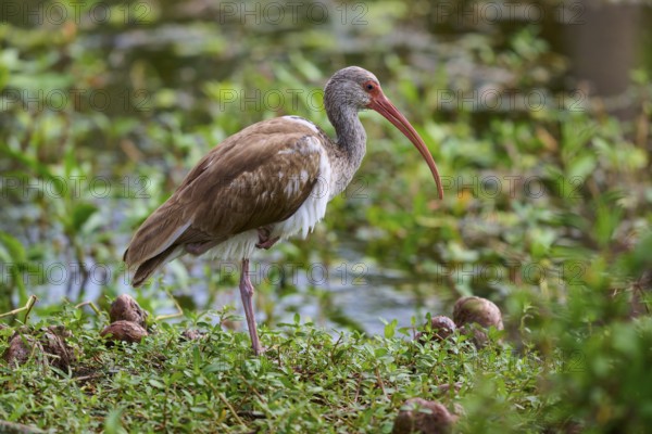 A bird with a long beak stands in a green, marshy environment near water, Snowy Ibis (Eudocimus