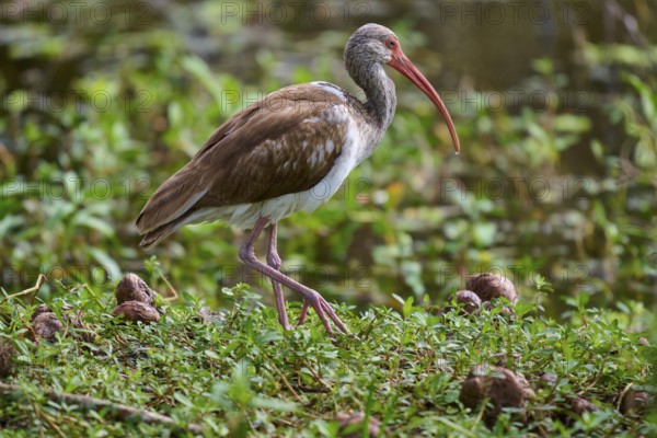 A bird with a long red beak roams a green, marshy landscape, Snowy Ibis (Eudocimus albus),