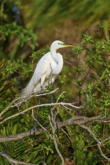 A white egret sitting on branches in a tropical environment surrounded by green foliage in the